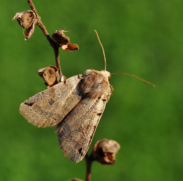 qualche farfalla di settimana scorsa